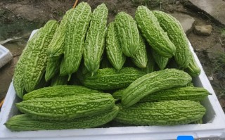 凉瓜种植技术，凉瓜种植技术与管理视频