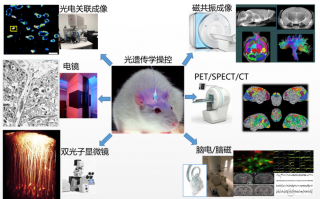 生物成像技术，生物成像技术的原理