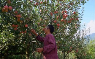 刘全保苹果树管理技术，刘全保王苹果树