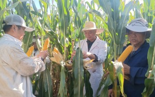 玉米高产技术视频，宽窄行种植玉米高产技术视频