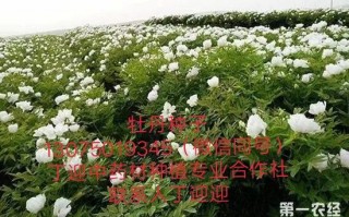 牡丹花种植技术移民，牡丹花种植方法与技巧